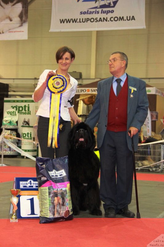 Фото: ньюфаундленд Аlpha Tauri Dinastiya Soverchenstva (Альфа Таури Династия Совершенства), Anna Pronskaya (Анна Пронская)