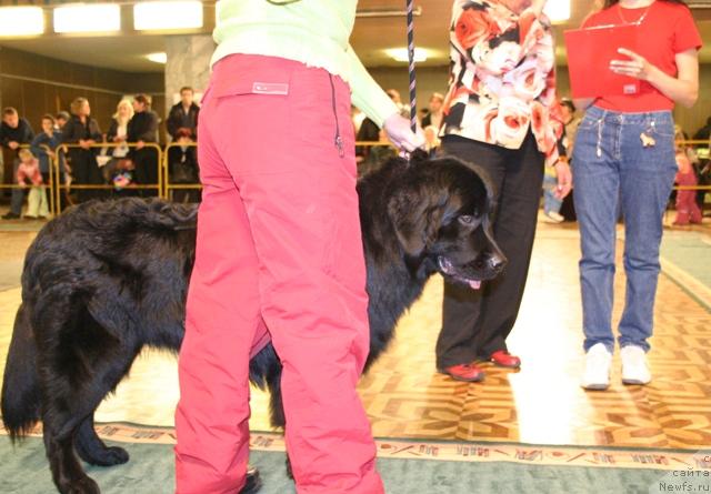 Фото: ньюфаундленд Kaiden Playful (Кайден Плейфул)