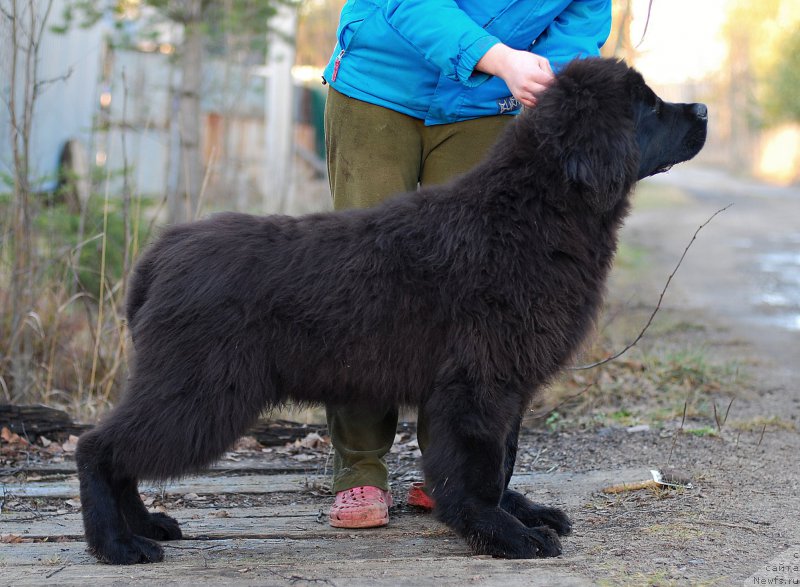 Фотография № 197290