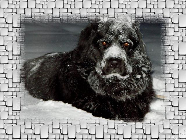 Фото: ньюфаундленд Oskar Treysi-Viktoriya (Оскар Трейси-Виктория)