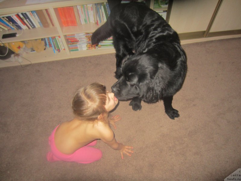 Фото: ньюфаундленд CHernyiy Balu Elisey (Черный Балу Елисей)