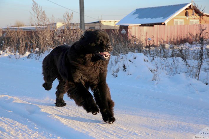 Фото: ньюфаундленд Vpered Zovuschaya s Berega Dona (Вперед Зовущая с Берега Дона)