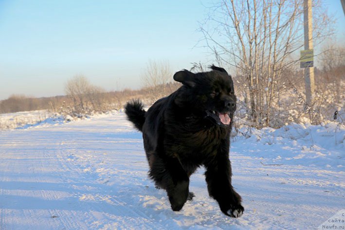Фото: ньюфаундленд Vpered Zovuschaya s Berega Dona (Вперед Зовущая с Берега Дона)