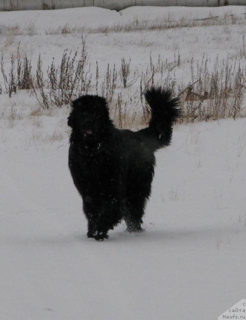 Фото: ньюфаундленд Zhasmine Severny Caprice iz Medvejyego Yara (Жасмин Северный Каприз из Медвежьего Яра)
