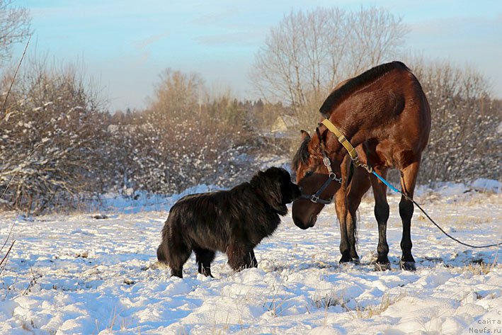 Фото: ньюфаундленд Vpered Zovuschaya s Berega Dona (Вперед Зовущая с Берега Дона)