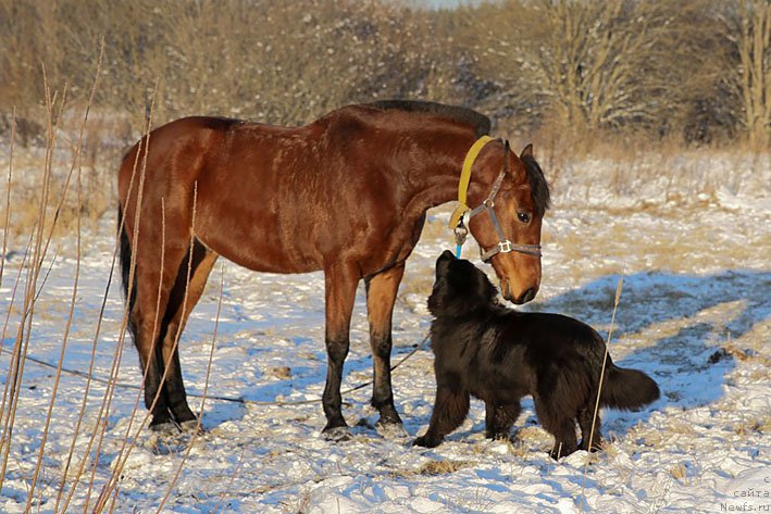 Фото: ньюфаундленд Vpered Zovuschaya s Berega Dona (Вперед Зовущая с Берега Дона)