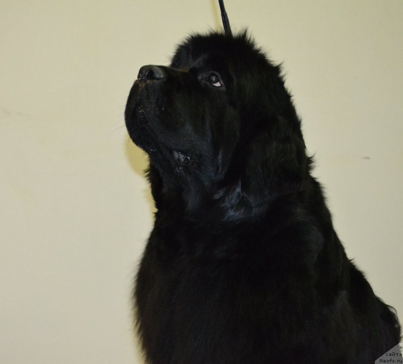 Фото: ньюфаундленд Moon Brook Valley of Violets (Моон Броок Валлей оф Виолетс)