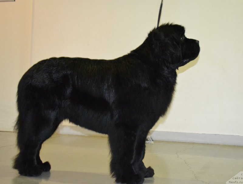 Фото: ньюфаундленд Moon Brook Valley of Violets (Моон Броок Валлей оф Виолетс)