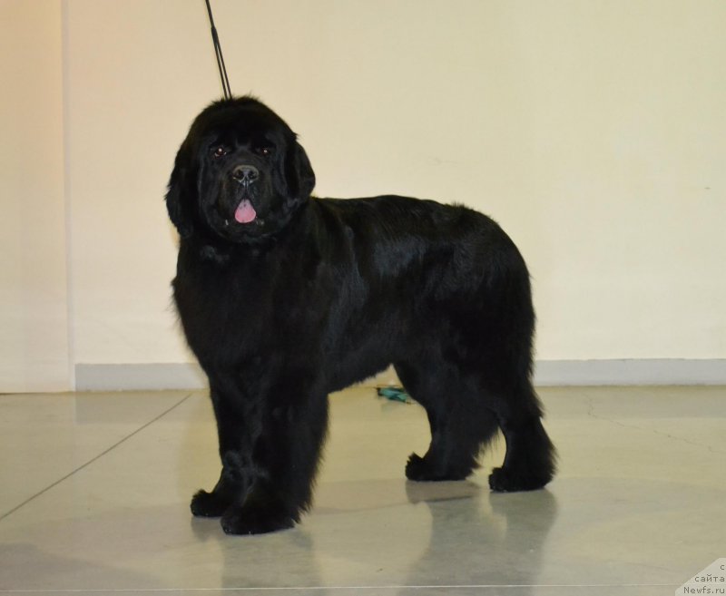 Фото: ньюфаундленд Moon Brook Valley of Violets (Моон Броок Валлей оф Виолетс)