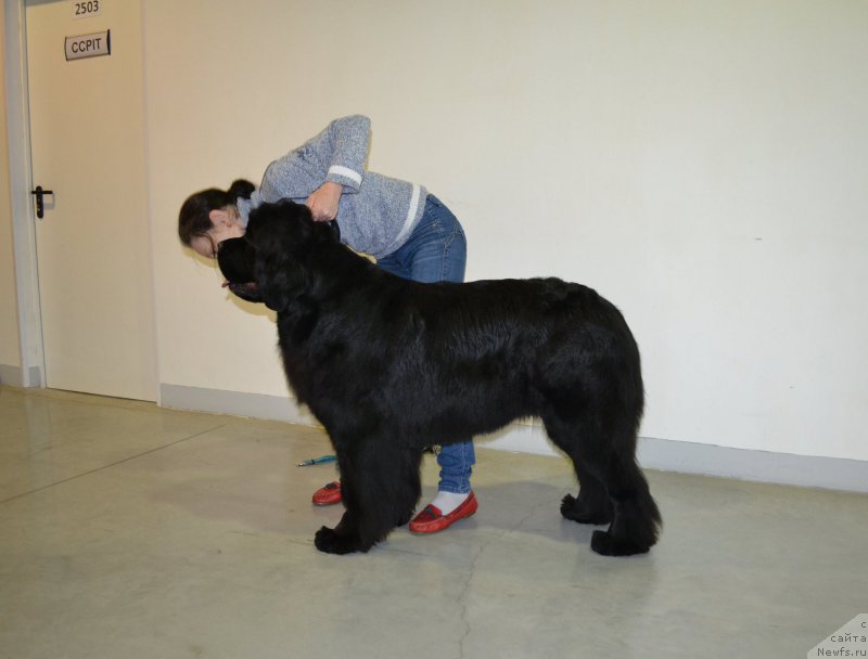 Фото: ньюфаундленд Moon Brook Valley of Violets (Моон Броок Валлей оф Виолетс)