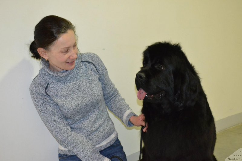 Фото: ньюфаундленд Moon Brook Valley of Violets (Моон Броок Валлей оф Виолетс)