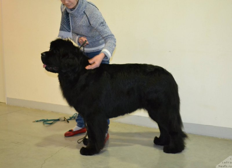 Фото: ньюфаундленд Moon Brook Valley of Violets (Моон Броок Валлей оф Виолетс)