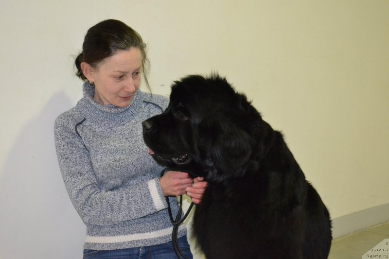 Фото: ньюфаундленд Moon Brook Valley of Violets (Моон Броок Валлей оф Виолетс)