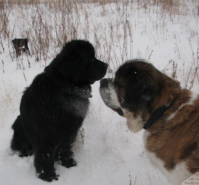 Фото: ньюфаундленд Zhasmine Severny Caprice iz Medvejyego Yara (Жасмин Северный Каприз из Медвежьего Яра)