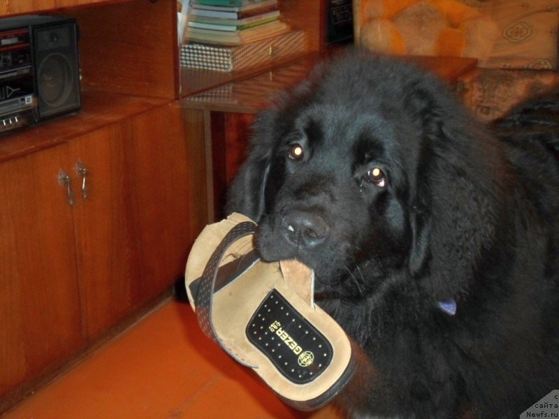 Фото: ньюфаундленд Predannyiy Drug (Преданный Друг)