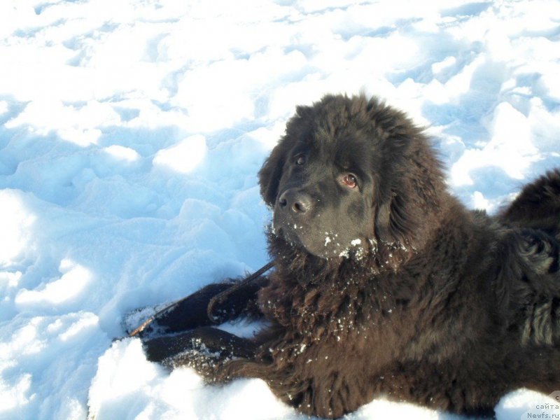 Фото: ньюфаундленд Predannyiy Drug (Преданный Друг)