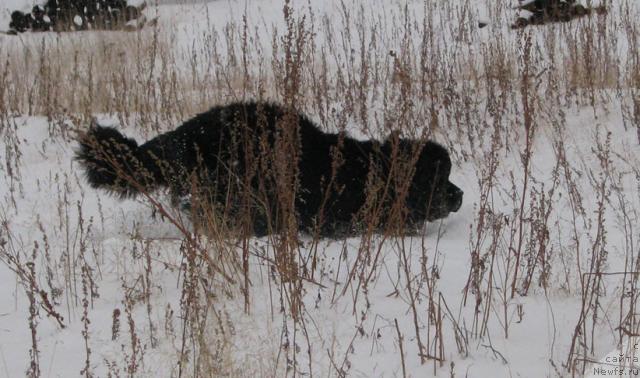 Фото: ньюфаундленд Zhasmine Severny Caprice iz Medvejyego Yara (Жасмин Северный Каприз из Медвежьего Яра)