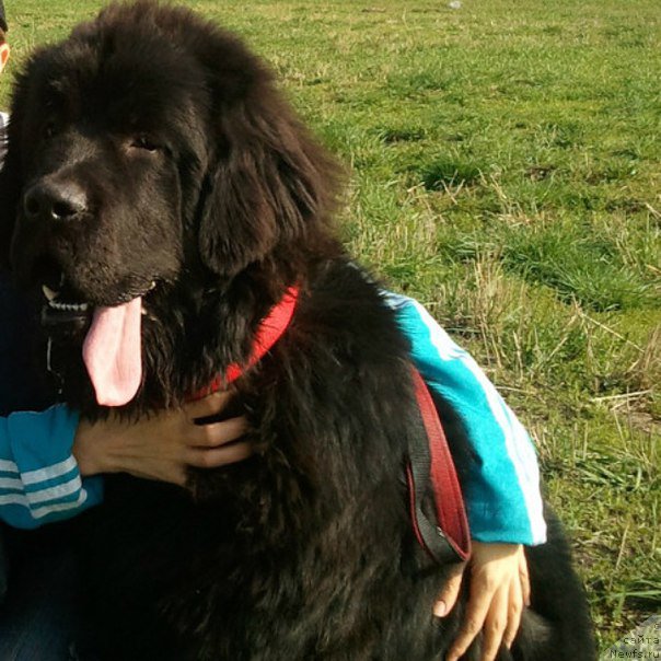 Фото: ньюфаундленд Fluffy Avalanch Exspress Your Self (Флюфи Аваланч Экспресс Юоур Сулф)