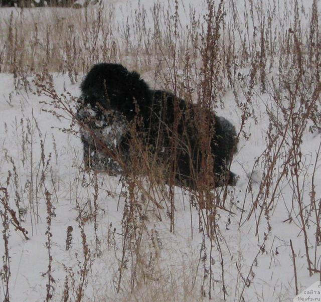 Фото: ньюфаундленд Zhasmine Severny Caprice iz Medvejyego Yara (Жасмин Северный Каприз из Медвежьего Яра)