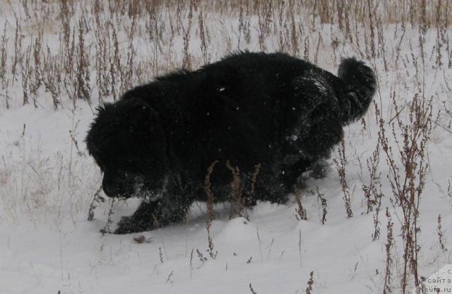 Фото: ньюфаундленд Zhasmine Severny Caprice iz Medvejyego Yara (Жасмин Северный Каприз из Медвежьего Яра)