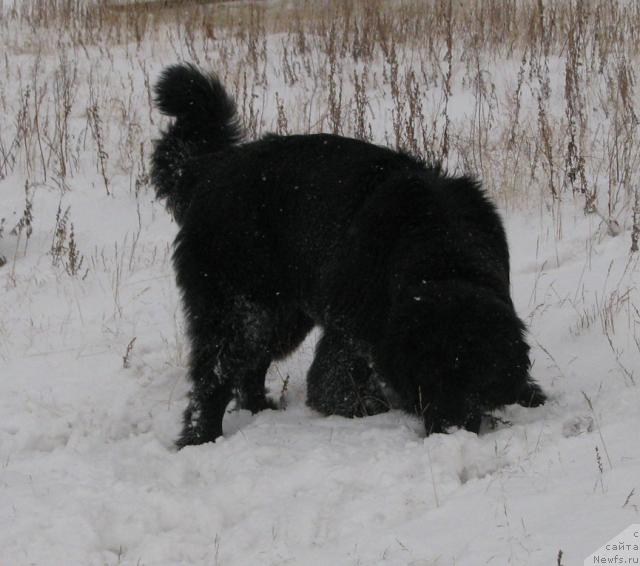 Фото: ньюфаундленд Zhasmine Severny Caprice iz Medvejyego Yara (Жасмин Северный Каприз из Медвежьего Яра)