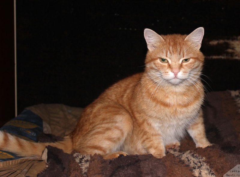 Фотография № 197373