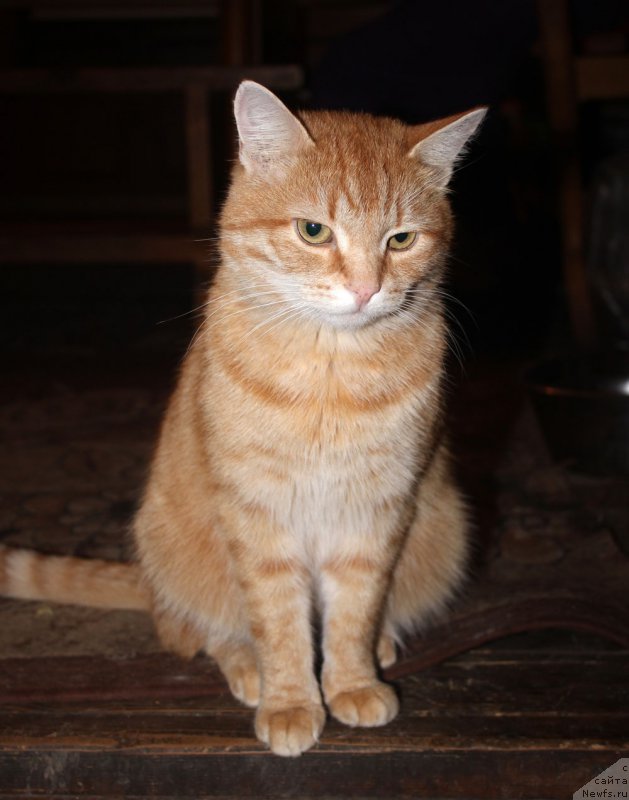 Фотография № 197375