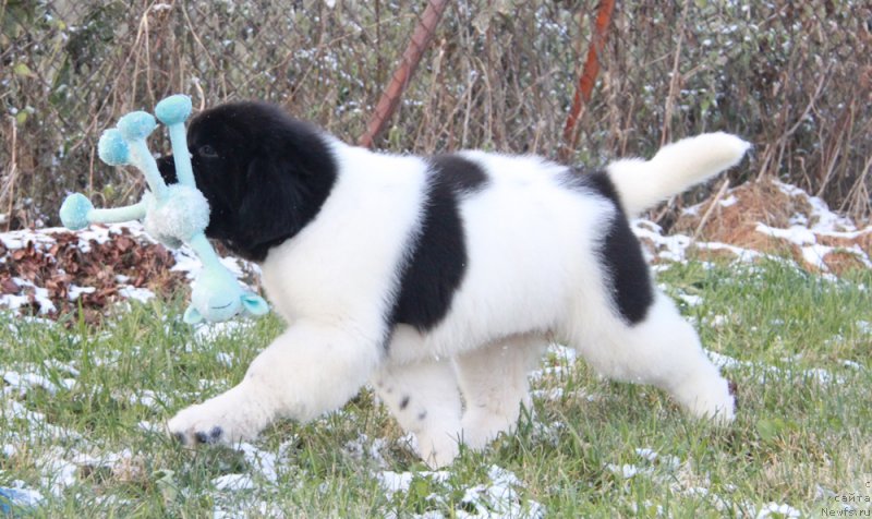 Фото: ньюфаундленд Akvian Song Rafayella Svit (Аквиан Сонг Рафаэлла Свит)