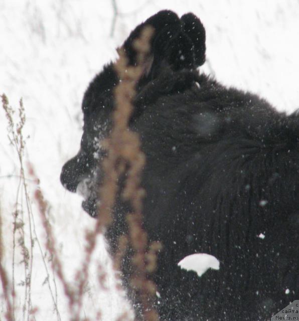 Фото: ньюфаундленд Zhasmine Severny Caprice iz Medvejyego Yara (Жасмин Северный Каприз из Медвежьего Яра)