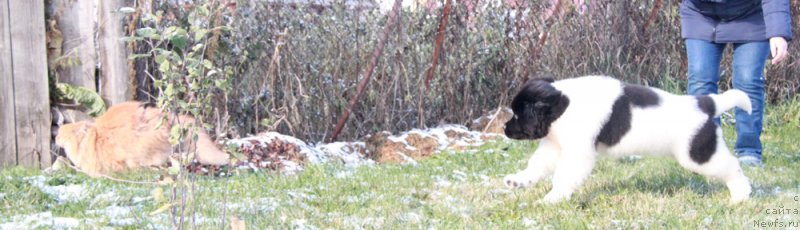 Фото: ньюфаундленд Akvian Song Rafayella Svit (Аквиан Сонг Рафаэлла Свит)