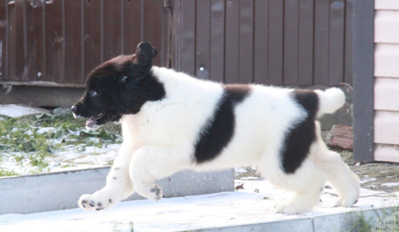 Фото: ньюфаундленд Akvian Song Rafayella Svit (Аквиан Сонг Рафаэлла Свит)