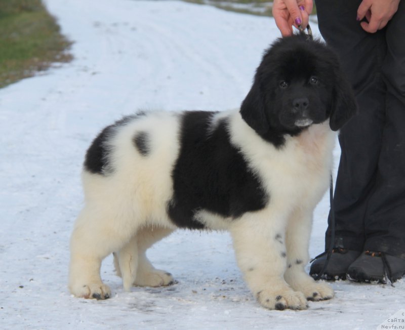 Фото: ньюфаундленд Akvian Song Rafayella Svit (Аквиан Сонг Рафаэлла Свит)