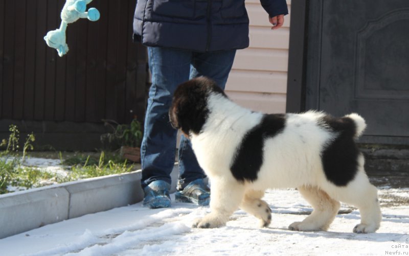 Фото: ньюфаундленд Akvian Song Rafayella Svit (Аквиан Сонг Рафаэлла Свит)