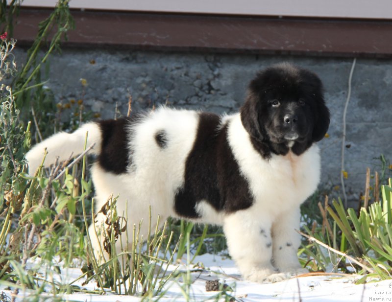 Фото: ньюфаундленд Akvian Song Rafayella Svit (Аквиан Сонг Рафаэлла Свит)