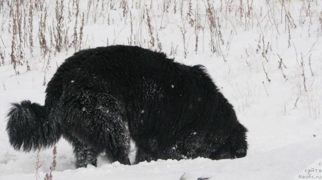 Фото: ньюфаундленд Zhasmine Severny Caprice iz Medvejyego Yara (Жасмин Северный Каприз из Медвежьего Яра)