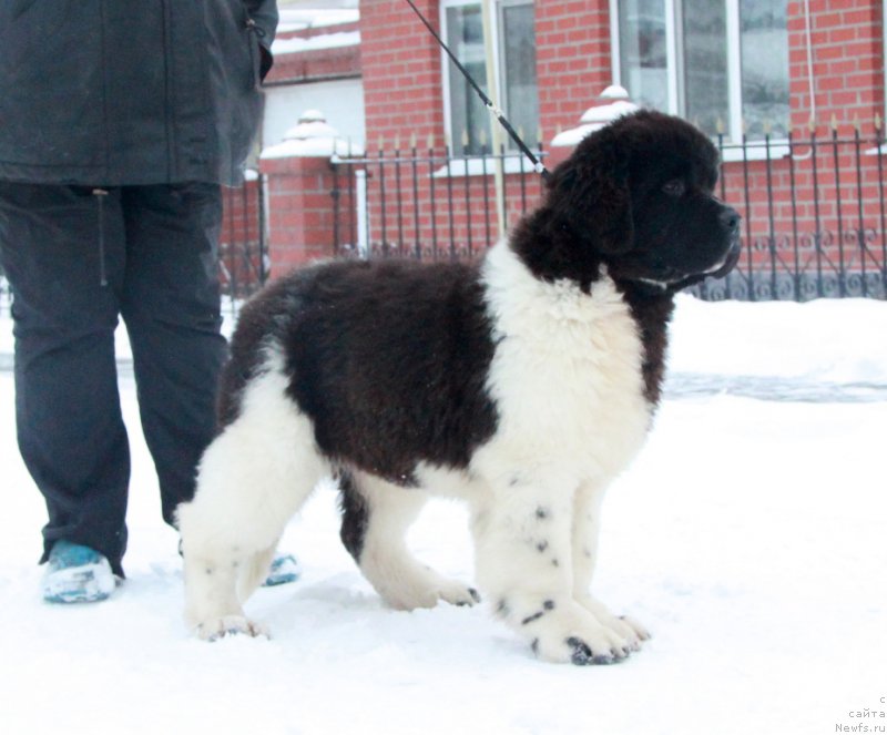 Фото: ньюфаундленд Akvian Song Rule ze Vorld (Аквиан Сонг Руле зе Ворлд)