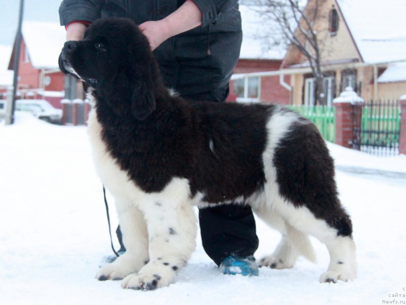 Фото: ньюфаундленд Akvian Song Rule ze Vorld (Аквиан Сонг Руле зе Ворлд)