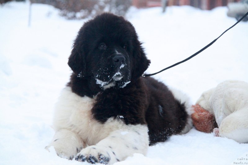 Фото: ньюфаундленд Akvian Song Rule ze Vorld (Аквиан Сонг Руле зе Ворлд)
