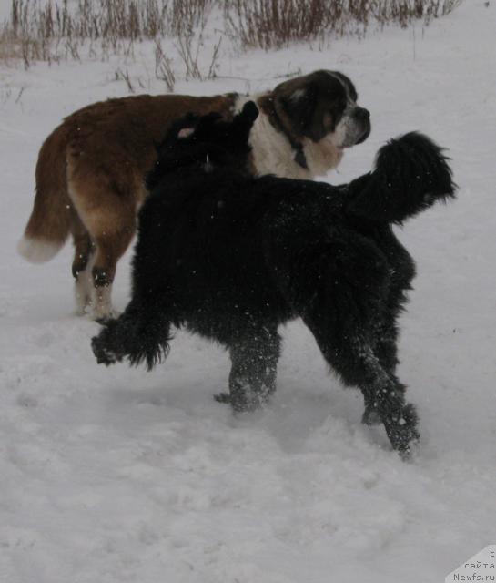 Фото: ньюфаундленд Zhasmine Severny Caprice iz Medvejyego Yara (Жасмин Северный Каприз из Медвежьего Яра)