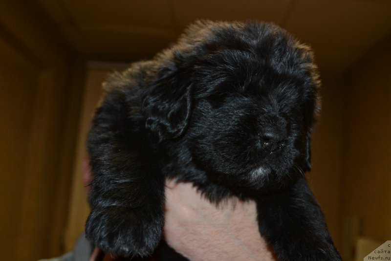 Фото: ньюфаундленд Talisman Morya Mishel' (Талисман Моря Мишель)