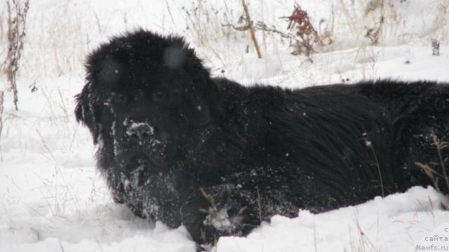 Фото: ньюфаундленд Zhasmine Severny Caprice iz Medvejyego Yara (Жасмин Северный Каприз из Медвежьего Яра)