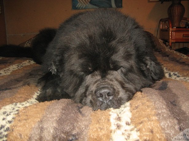 Фото: ньюфаундленд Zahar iz Medvej'ego YAra (Захар из Медвежьего Яра)