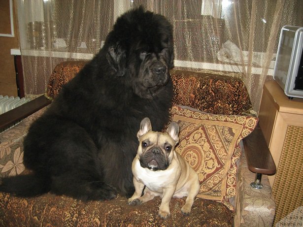 Фото: ньюфаундленд Zahar iz Medvej'ego YAra (Захар из Медвежьего Яра)