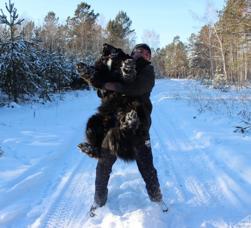 Фото: ньюфаундленд Krasavica Kori Drosser (Красавица Кори Дроссер)