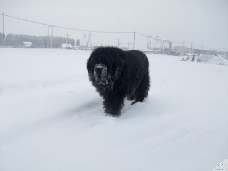 Фото: ньюфаундленд Karat iz Medvejyego Yara (Карат из Медвежьего Яра)