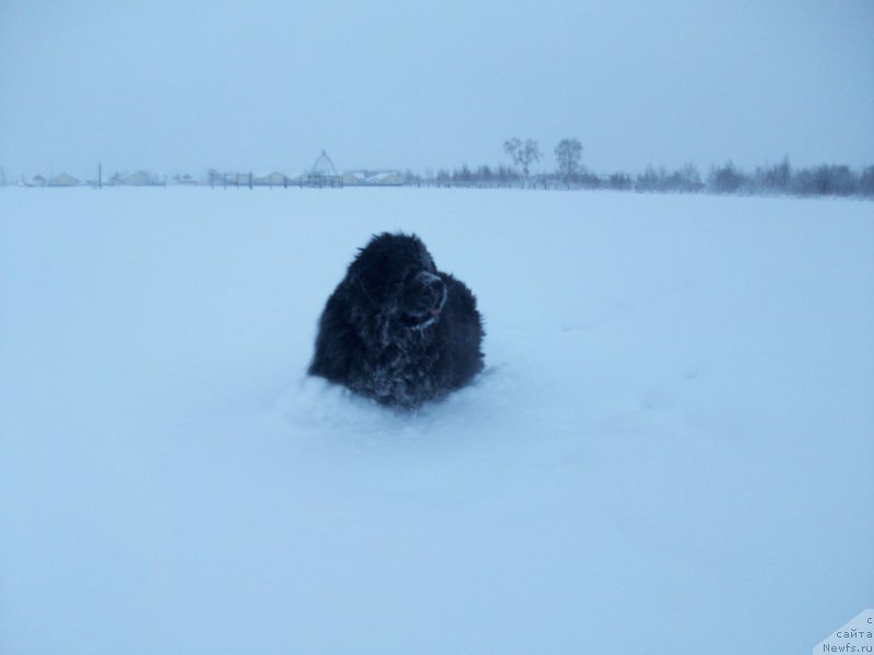 Фото: ньюфаундленд Yarada iz Sibirskoy Glubinki (Ярада из Сибирской Глубинки)