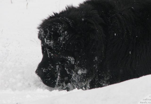 Фото: ньюфаундленд Zhasmine Severny Caprice iz Medvejyego Yara (Жасмин Северный Каприз из Медвежьего Яра)