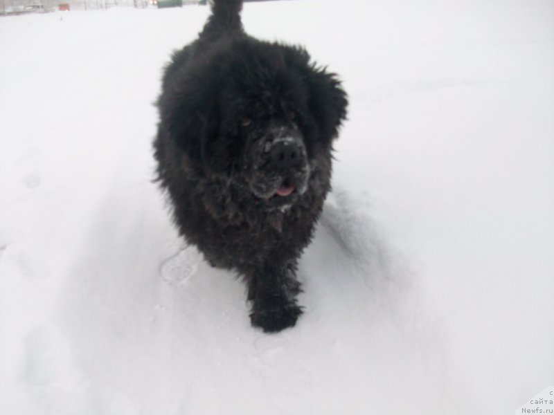 Фото: ньюфаундленд Yarada iz Sibirskoy Glubinki (Ярада из Сибирской Глубинки)