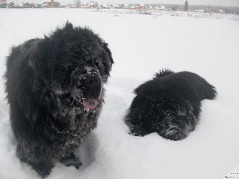 Фото: ньюфаундленд Karat iz Medvejyego Yara (Карат из Медвежьего Яра), ньюфаундленд Yarada iz Sibirskoy Glubinki (Ярада из Сибирской Глубинки)