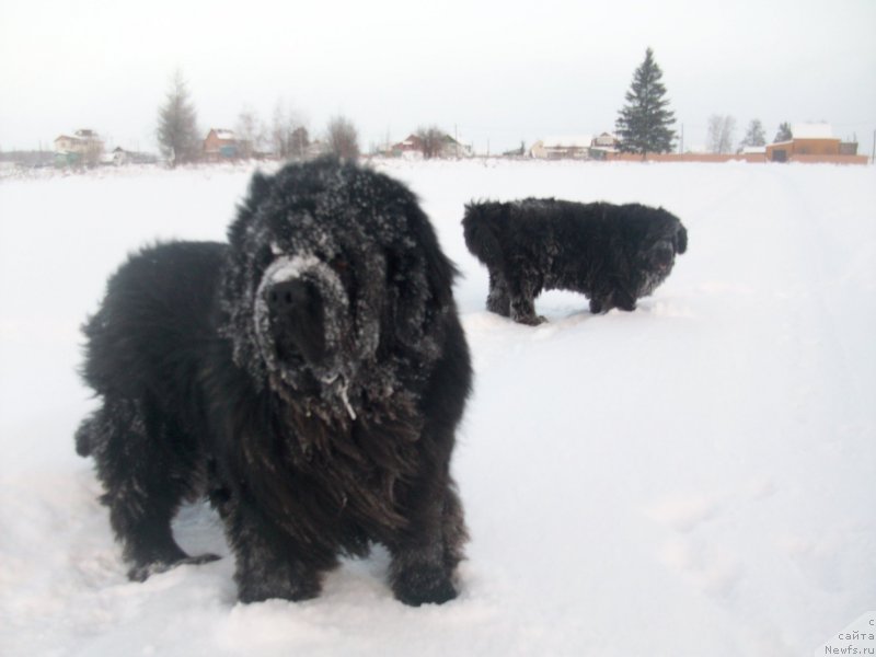 Фото: ньюфаундленд Karat iz Medvejyego Yara (Карат из Медвежьего Яра), ньюфаундленд Yarada iz Sibirskoy Glubinki (Ярада из Сибирской Глубинки)